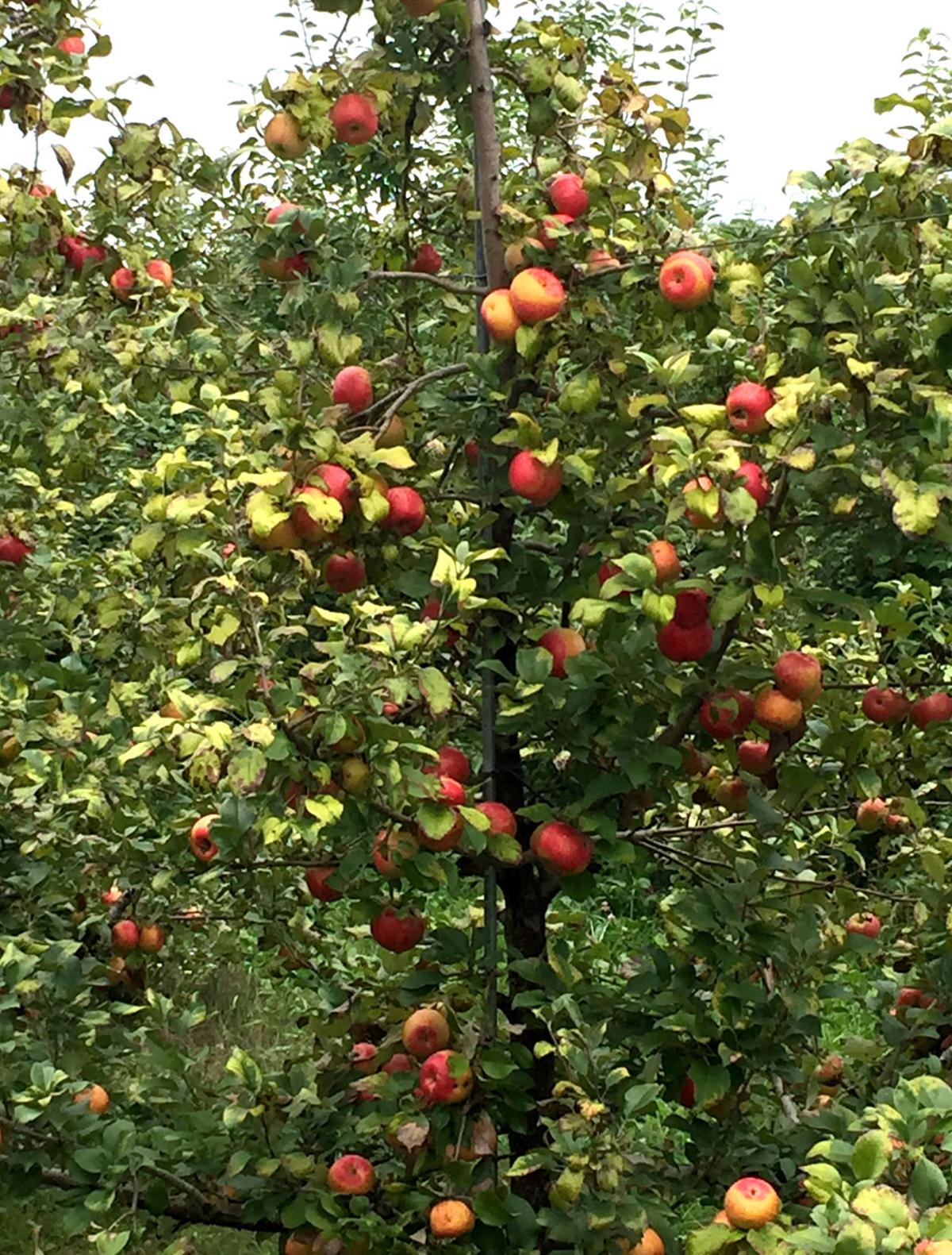 Local Orchard Owners Embracing Eat Ugly Apples Campaign