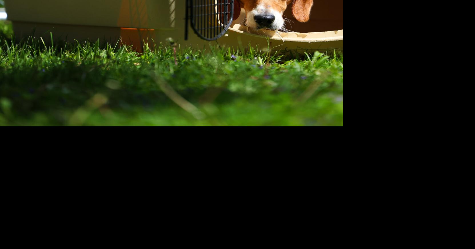 'Beaglemania' should inspire adoption of abandoned pets | Isadora Rangel