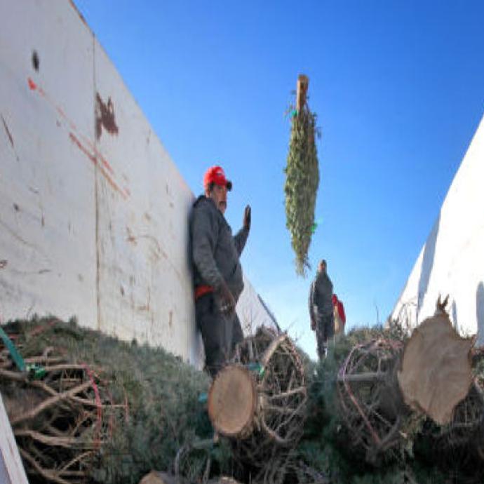 Christmas Is Always Early For These Farmers Business News Madison Com