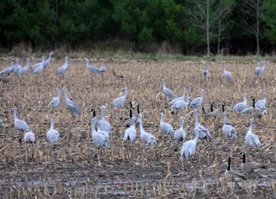 Sandhill Cranes Study Lake Wingra As >> Patrick Durkin Sandhill Cranes Are Indeed Shot By Permission In Sandhill Cranes Study Lake Wingra As >> Patrick Durkin Sandhill Cranes Are Indeed Shot By Permission In