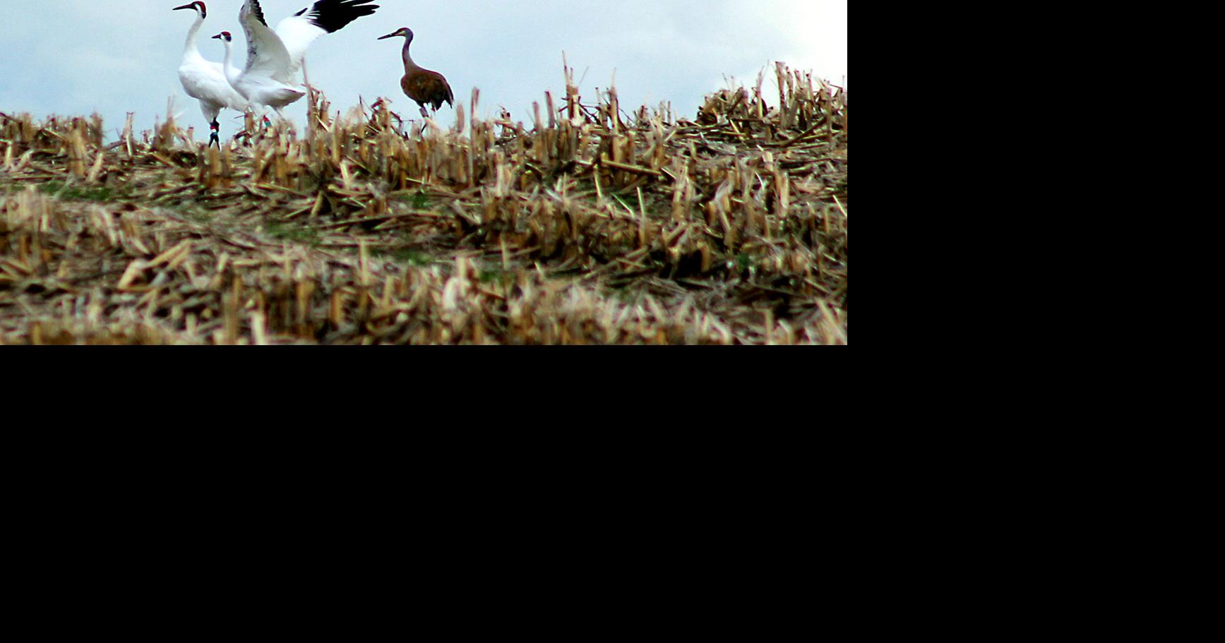 4 endangered whooping cranes killed in Oklahoma during hunting season being considered in Wisconsin