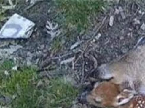 Patricia Randolph S Madravenspeak Wisconsin S Bear Hunt Is Overkill As Species Face Annihilation Column Madison Com