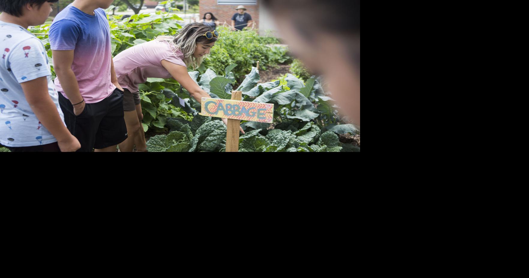 Bayview teens collect work experience, fresh produce at Meriter garden