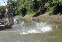 New research suggests Asian carp could thrive in Lake Michigan