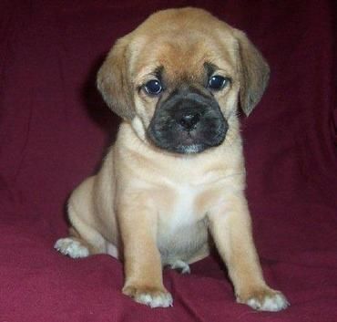 apricot puggle