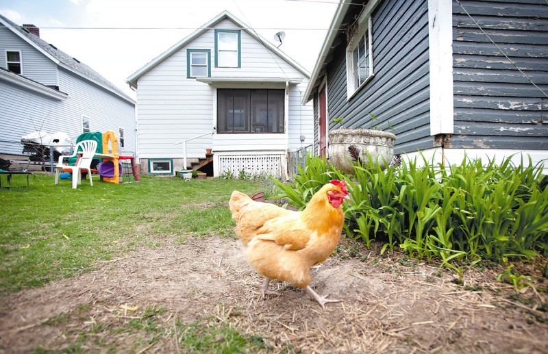 Residents Find That Raising Chickens In Backyard Yields More Than