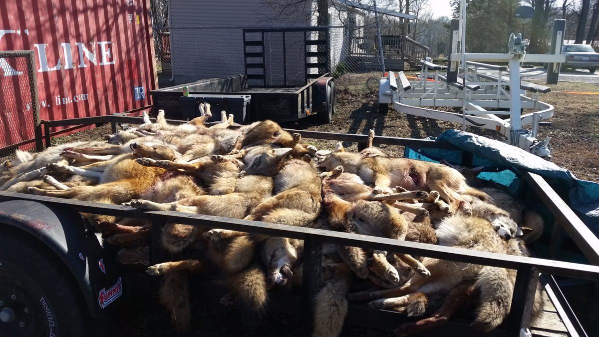 Predator-killing contest