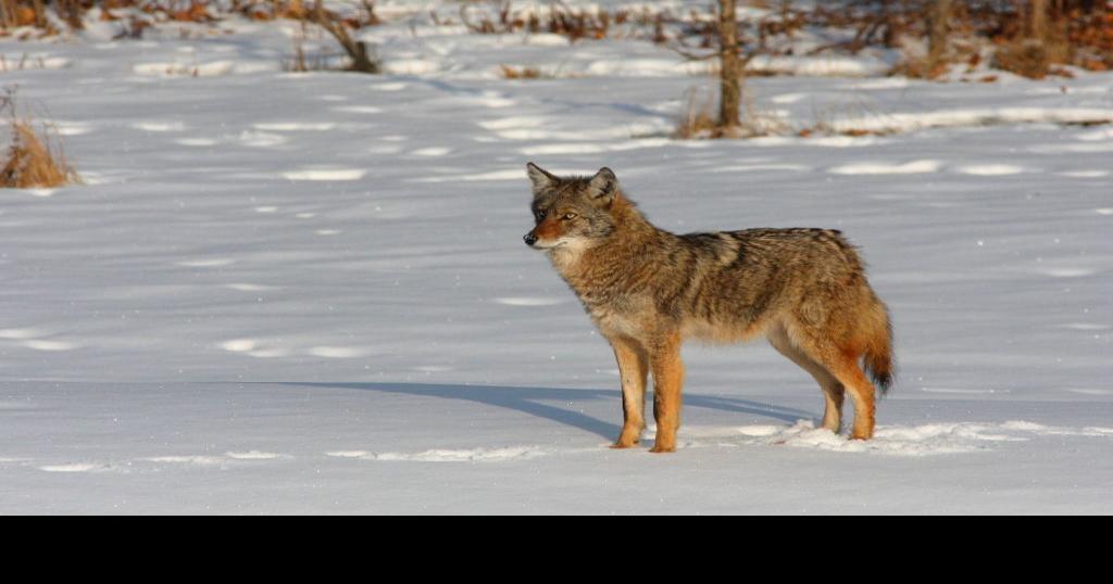 Planned coyote-hunting contest in northern Wisconsin faces growing