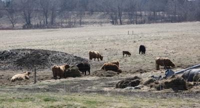 Farm raised: Diners demand grass-fed, locally grazed meat, and Wisconsin farmers want to give it to them