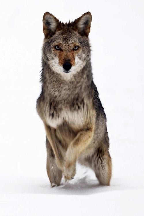 Gary Engberg It S Always Time To Hunt Coyotes In Wisconsin