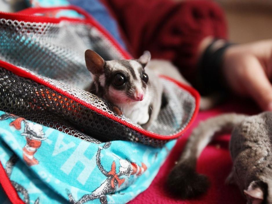 City Alderman Proposes Legalizing Pocket Pet Marsupials Called Sugar Gliders Local News Madison Com