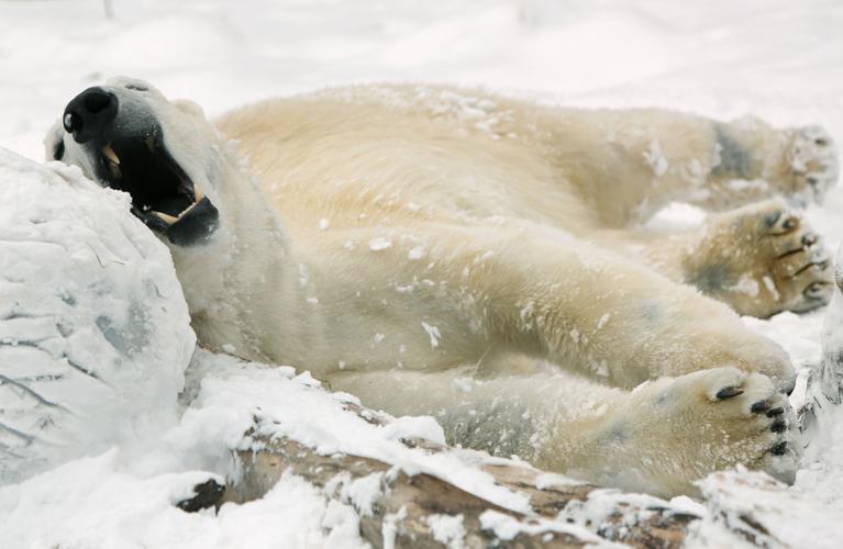Vilas Zoo set to open Arctic Passage exhibit