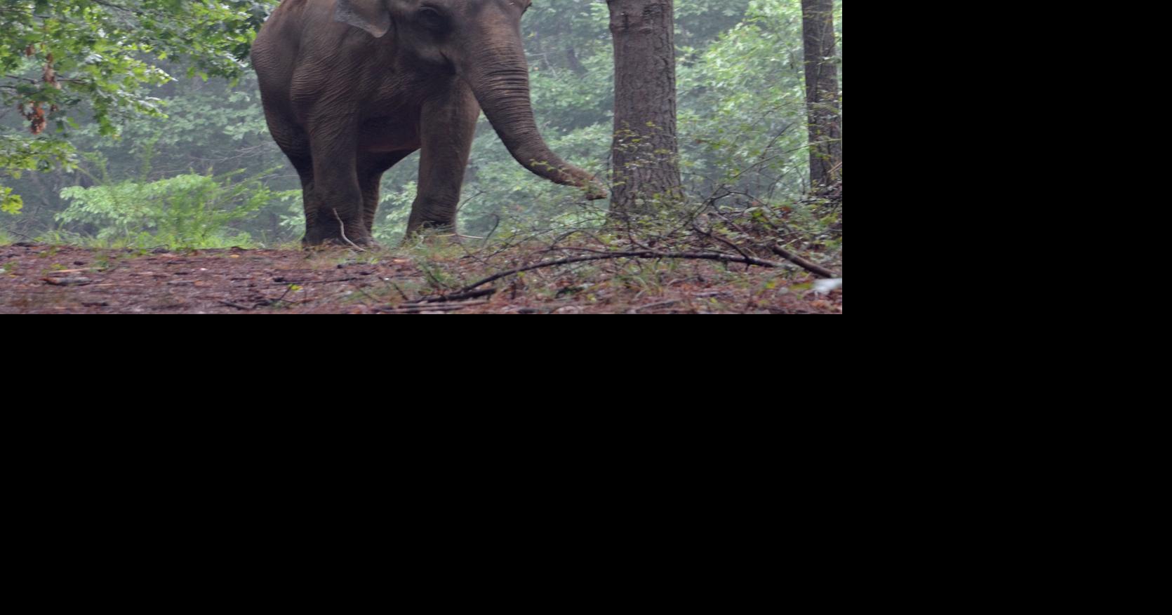Longtime Vilas Zoo elephant Winkie dies in Tennessee sanctuary
