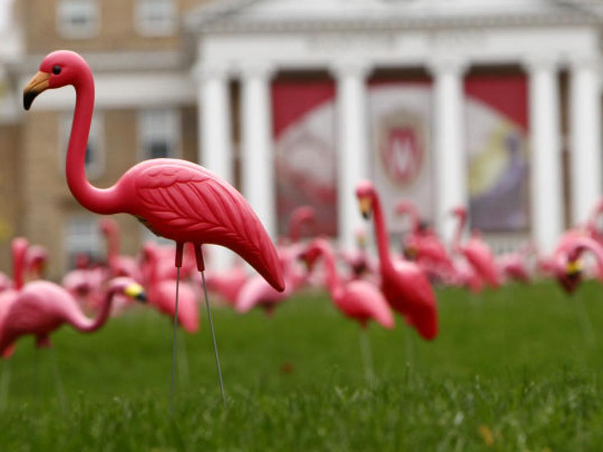 The Pink Flamingo Star Of One Of Madison S Greatest Pranks Loses Its Creator Local News Madison Com The Pink Flamingo Star Of One Of Madison S Greatest Pranks Loses Its Creator Local News Madison Com
