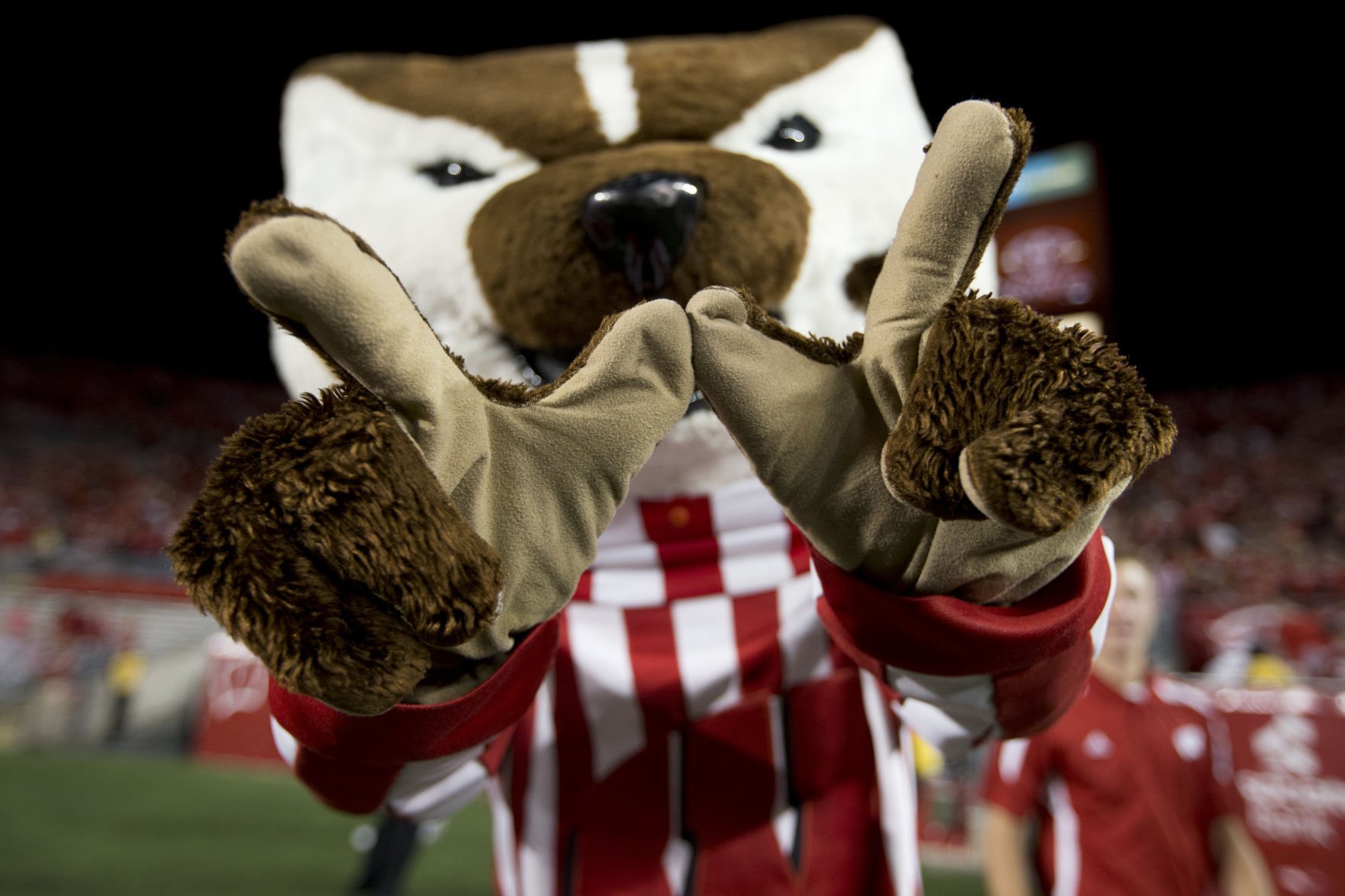 stuffed bucky badger