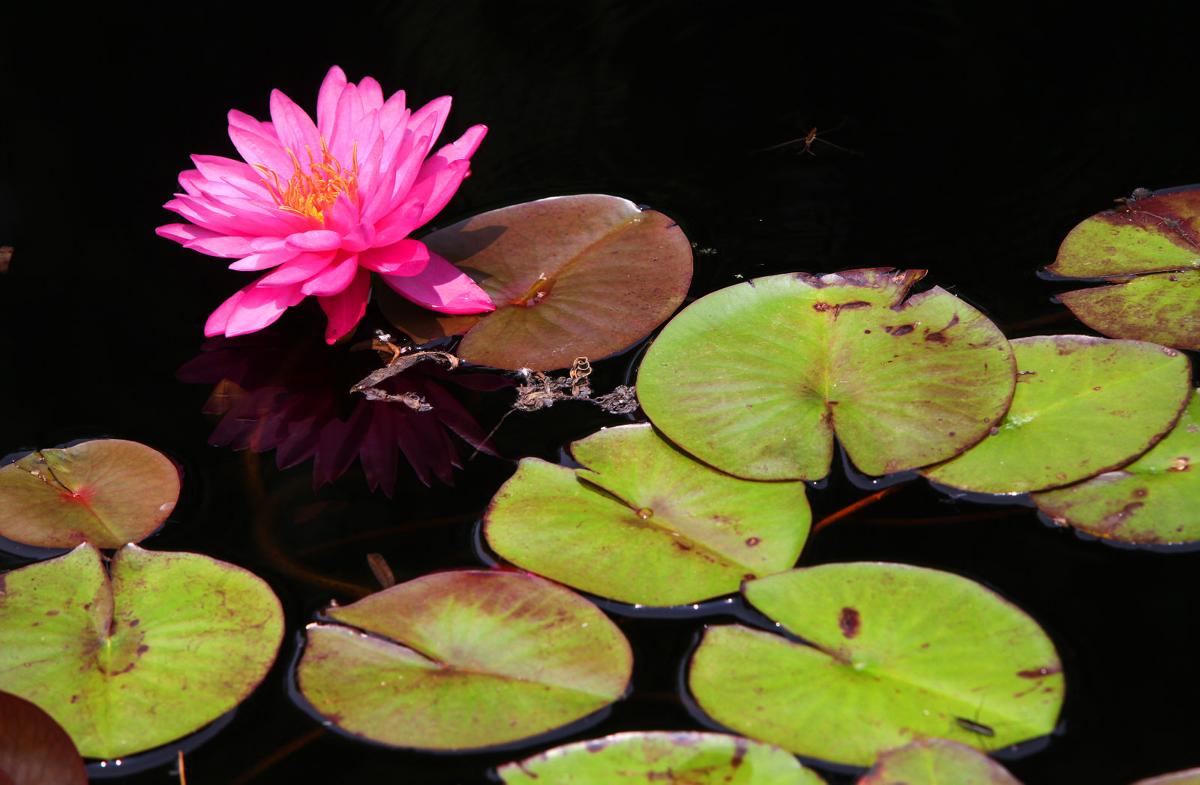 Garden Kaleidoscope At Olbrich >> Photos Summer Blooms And Scenes At Olbrich Gardens Local News Garden Kaleidoscope At Olbrich >> Photos Summer Blooms And Scenes At Olbrich Gardens Local News