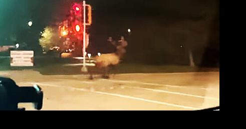 Looking for love, lost elk causes stir in southern Wisconsin - Vimarsana News