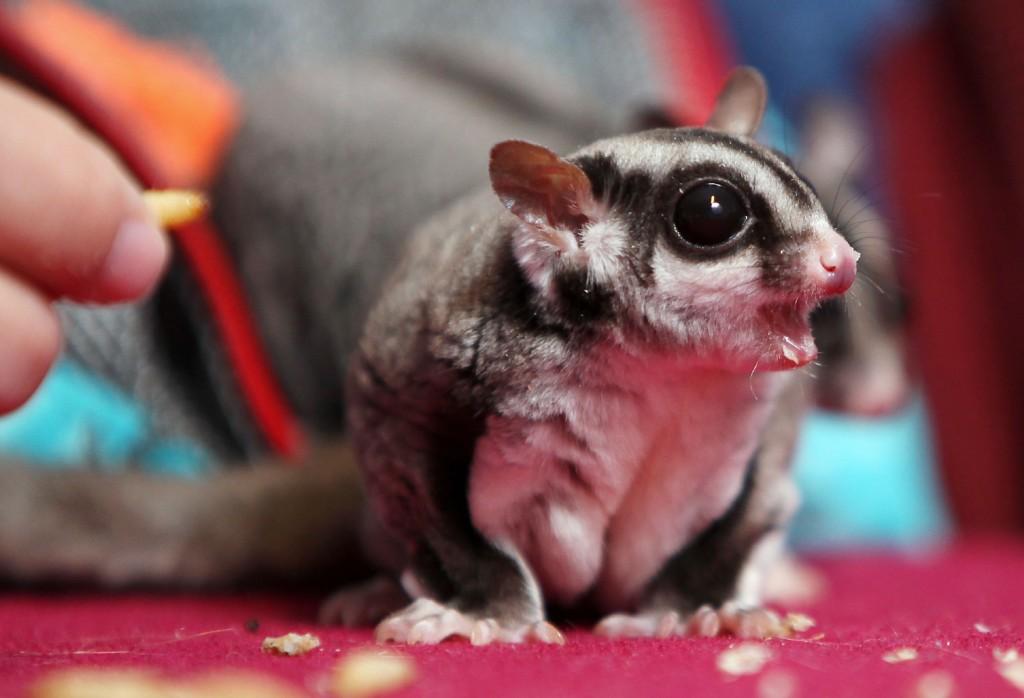 City Alderman Proposes Legalizing Pocket Pet Marsupials Called Sugar Gliders Local News Madison Com