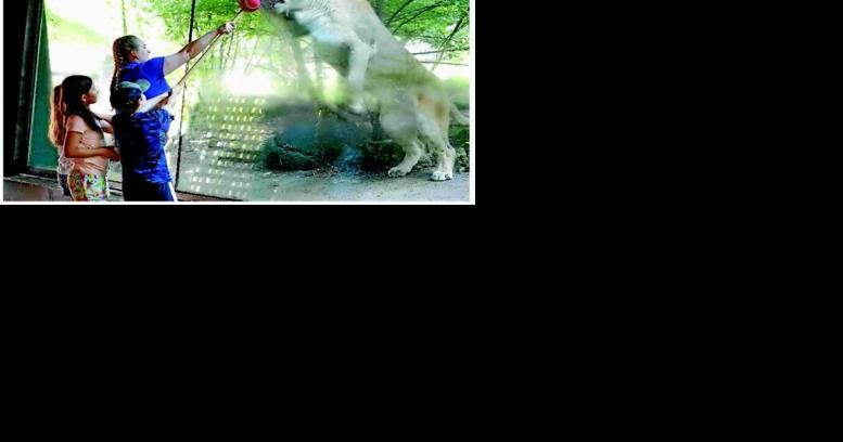Firsthand learning at home with the animals - Vimarsana News