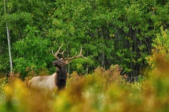 DNR Reminds Hunters To Apply For A 2026 Elk Hunting License By May 31