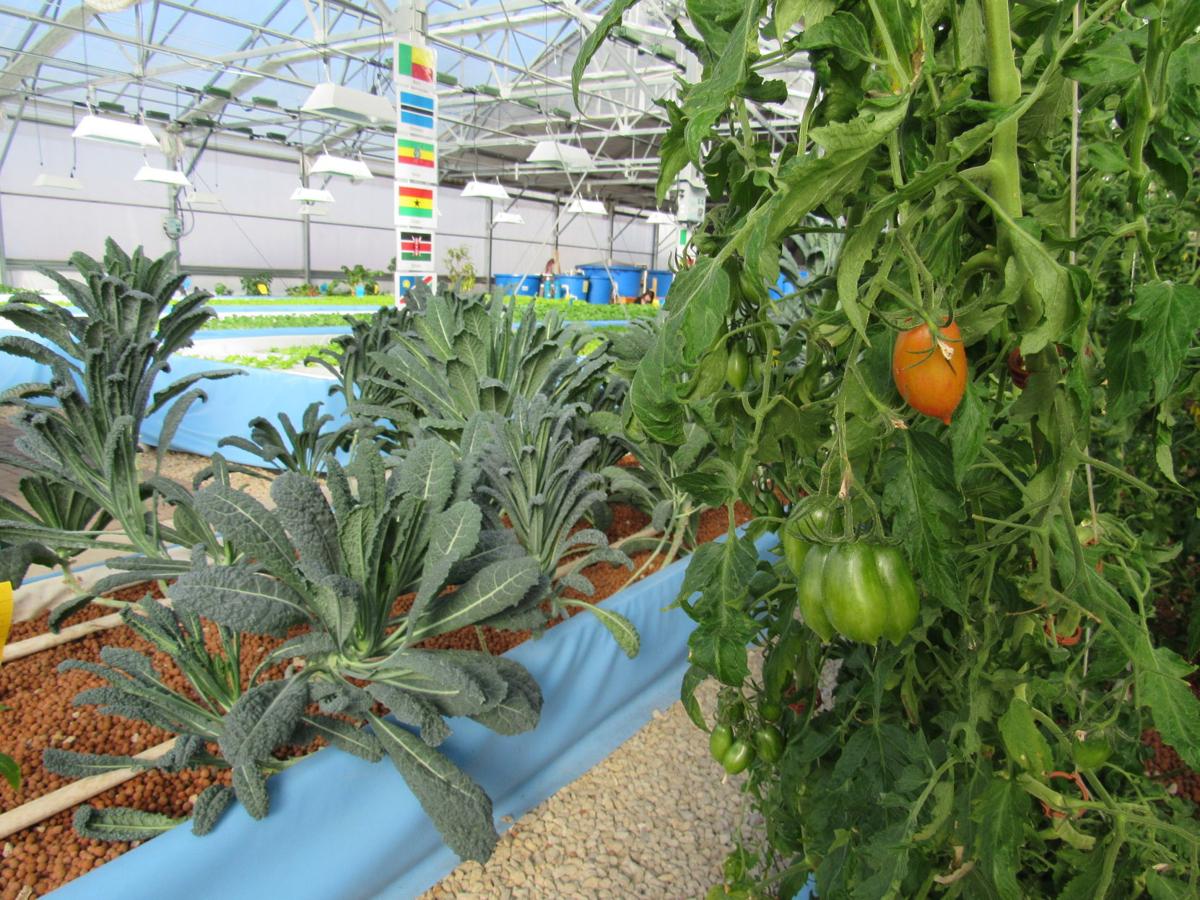 International Students Flock To Montello To Learn Aquaponics