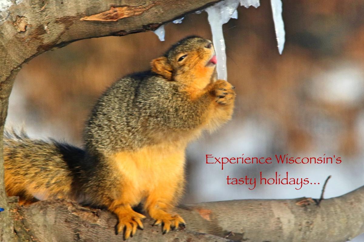 An obliging fox squirrel tasted the sweetness of frozen maple sap before it became the star of the 2017 Christmas card