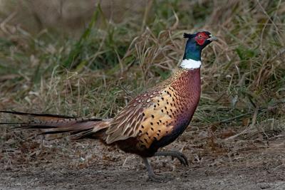 Become A Community Scientist By Surveying Game Birds This July And August