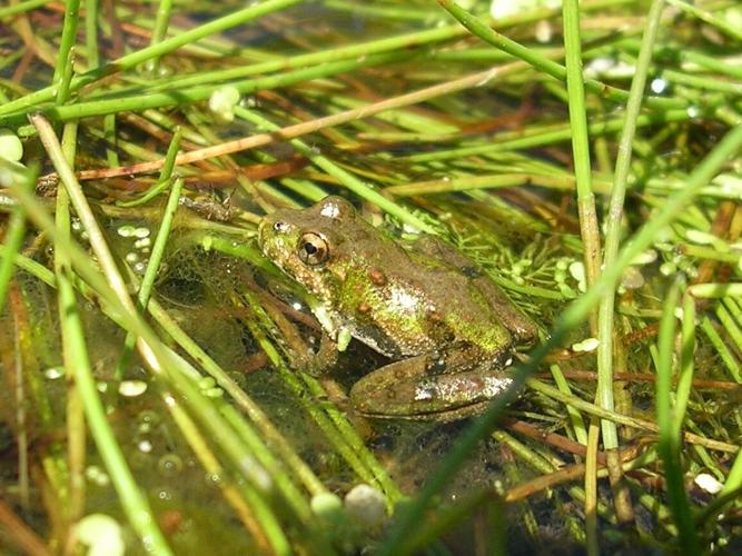 La Crosse project shines light on Blanchard's cricket frog