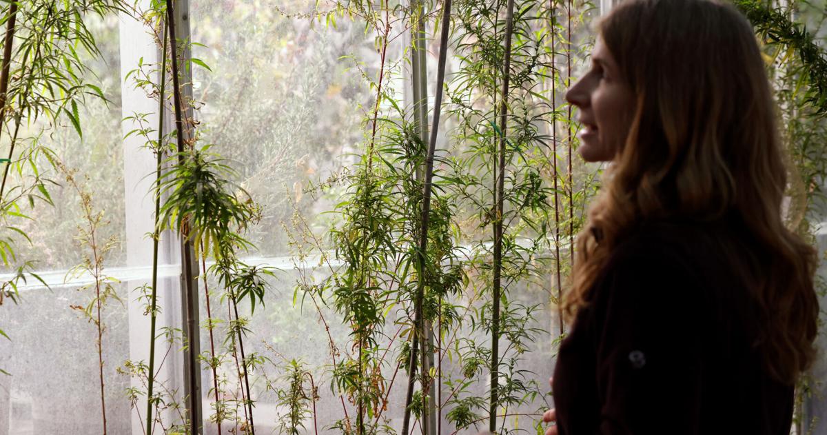 الصور: ينمو القنب في دفيئة UW-Madison للبحث