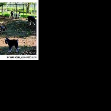 Respiratory illness making dogs across the US sick