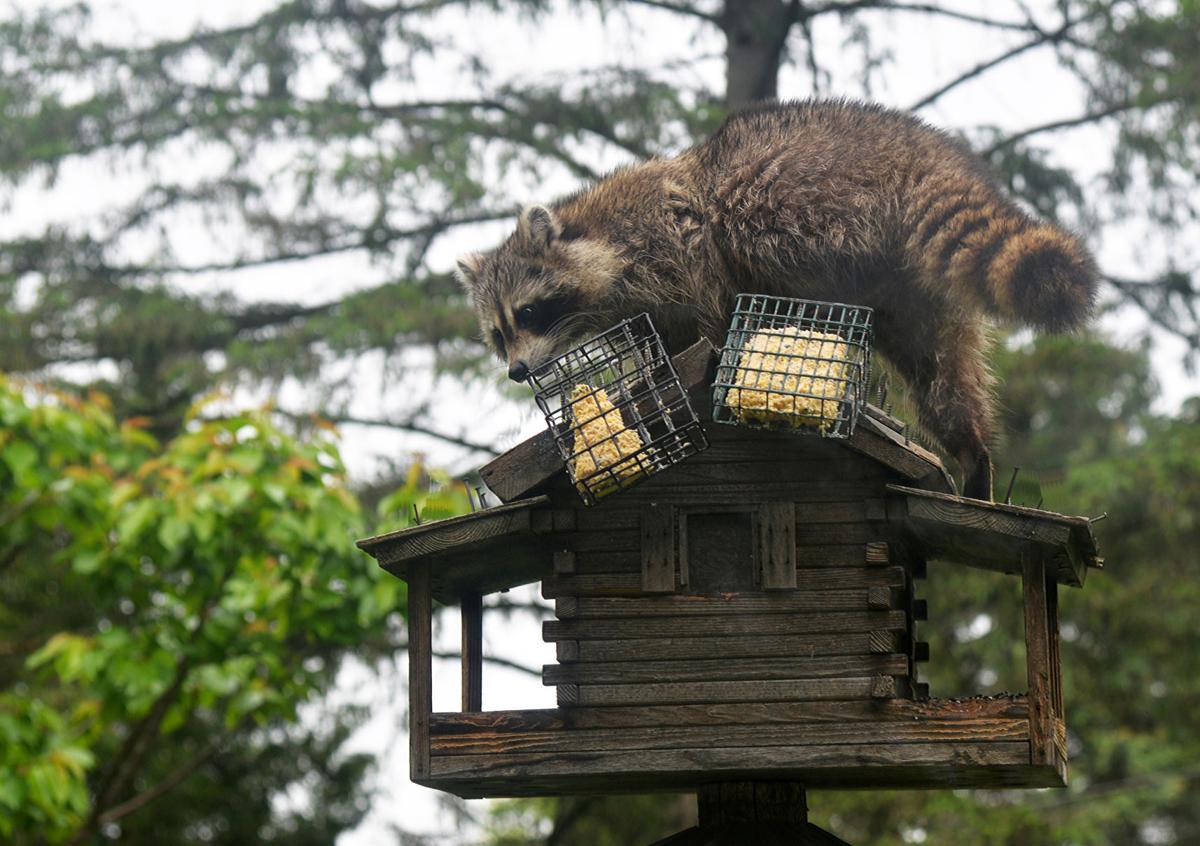 Patrick Durkin Raccoon Takes To Elevated Birdfeeder Outdoors