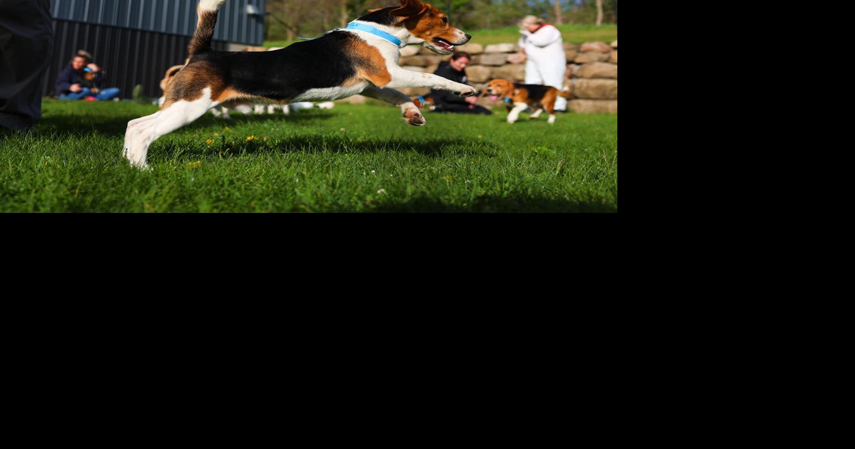 Photo of the day: Ridglan beagles run free