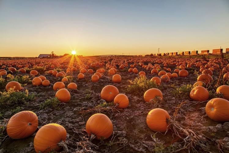 Waldvogel Farm Pumpkin Field.jpg