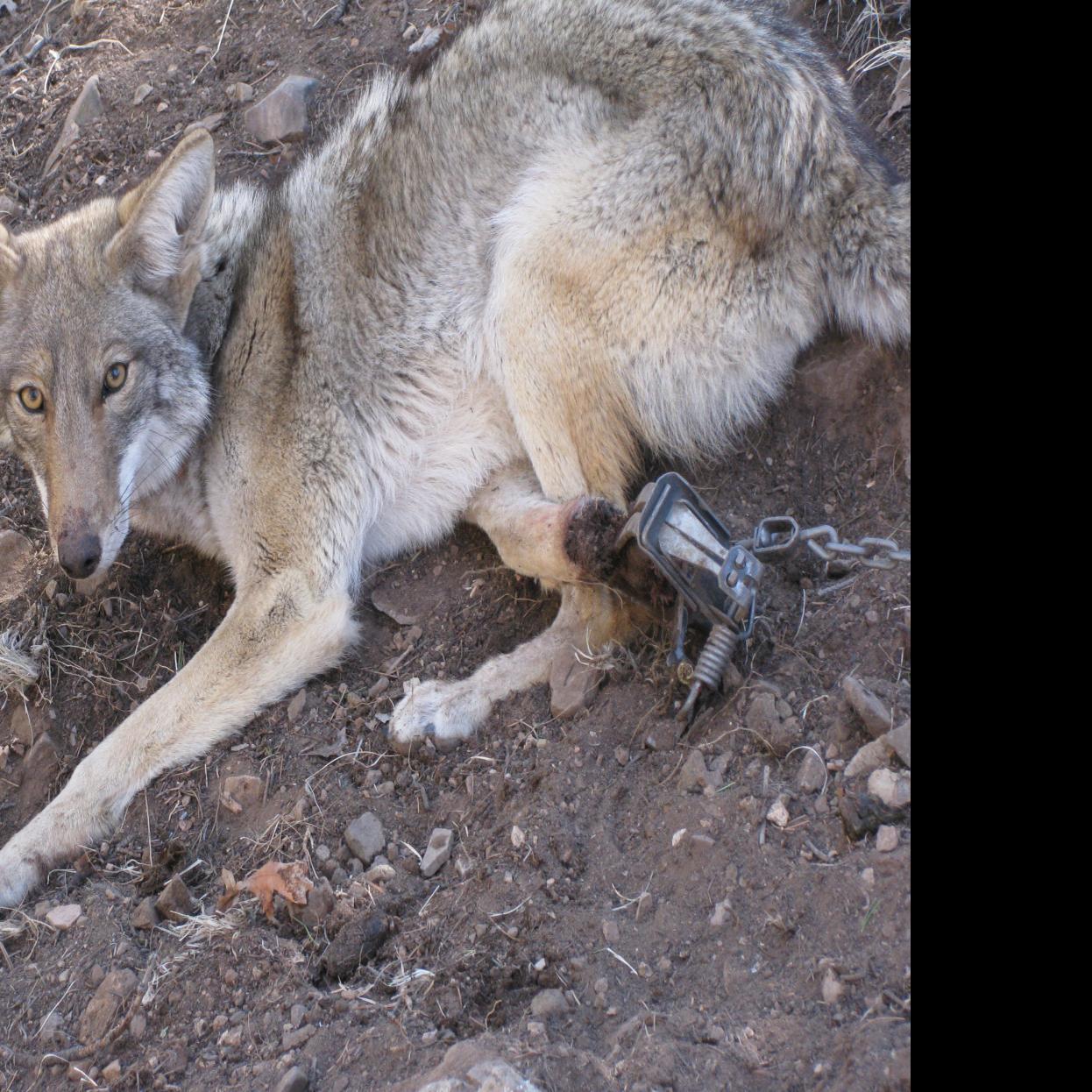 Patricia Randolph S Madravenspeak Wisconsin Plagues Accelerate As Trappers And Hunters Destroy Predators Column Madison Com