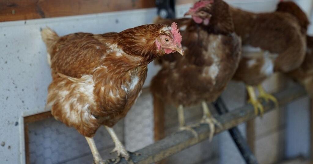 Bird flu identified in Wisconsin poultry flock