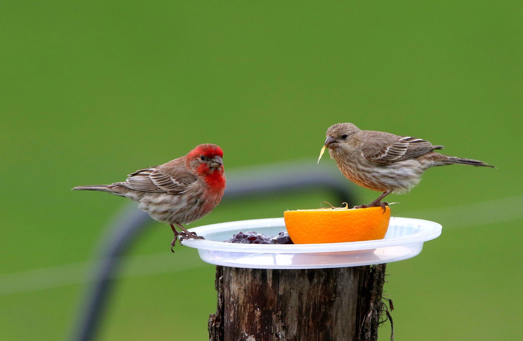 do house finches eat grape jelly