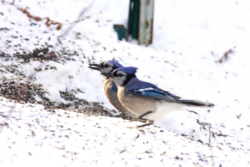 Blue Jay  EEK Wisconsin