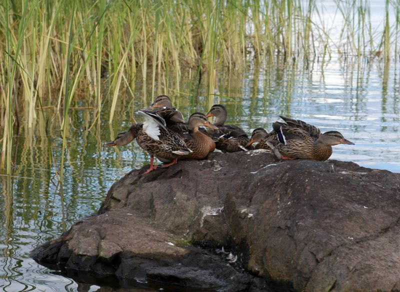 Patrick Durkin Declining Duck Stamp Sales Ominous For Everyone Outdoors Madison Com