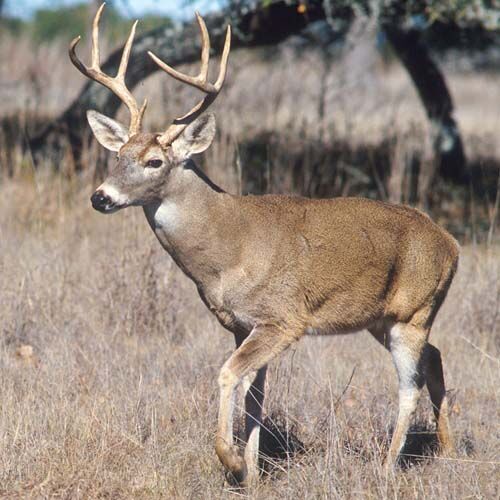 Wisconsin DNR increases nonresident hunting, fishing fees - Vimarsana News