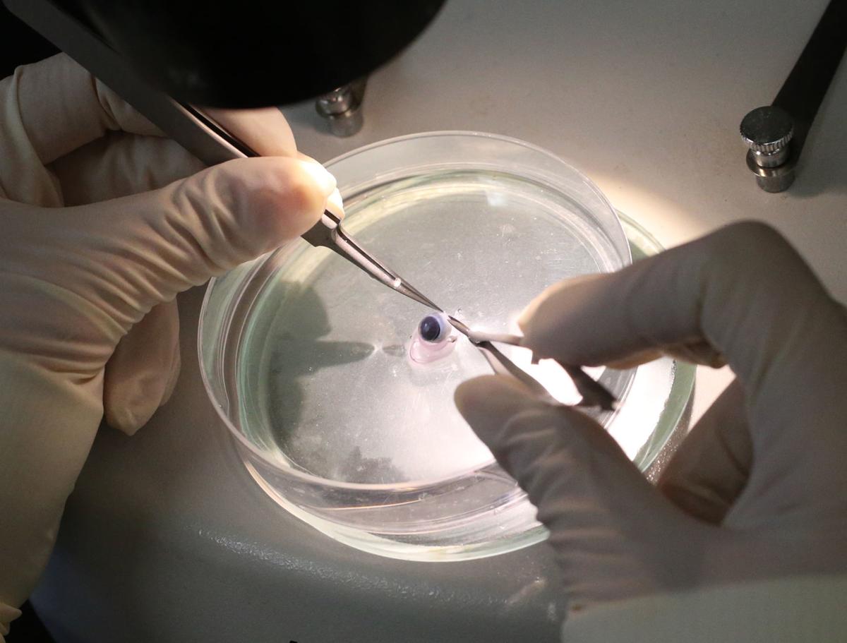 Stem cell research