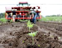 A hemp revival