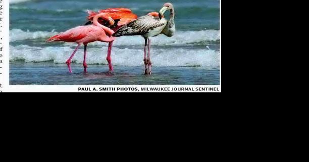 Flamingos make rare stop at Lake Michigan - Vimarsana News