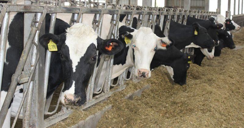 Just 10 microscopic particles of bird flu virus can infect dairy cows Colleen Kottke Wisconsin State Farmer Jun 23, 2026 19 mins ago