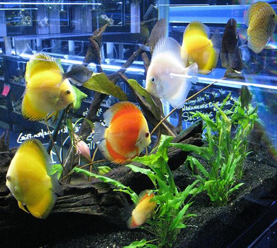 The Discus Store