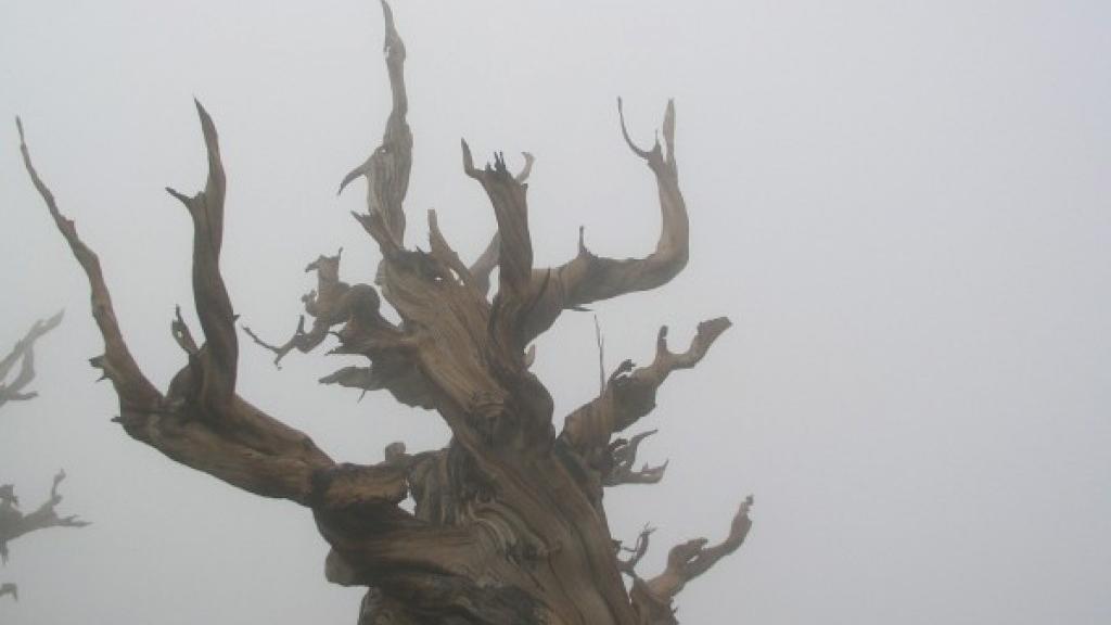 Walking Past Ghost Tree In Madisons >> Picturesque Trees Are Also The Oldest In The Ancient Bristlecone Walking Past Ghost Tree In Madisons >> Picturesque Trees Are Also The Oldest In The Ancient Bristlecone