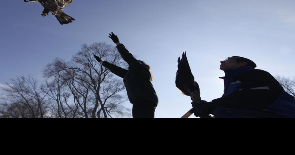 On Wisconsin Release of wild birds a highlight of Bald Eagle Watching Days