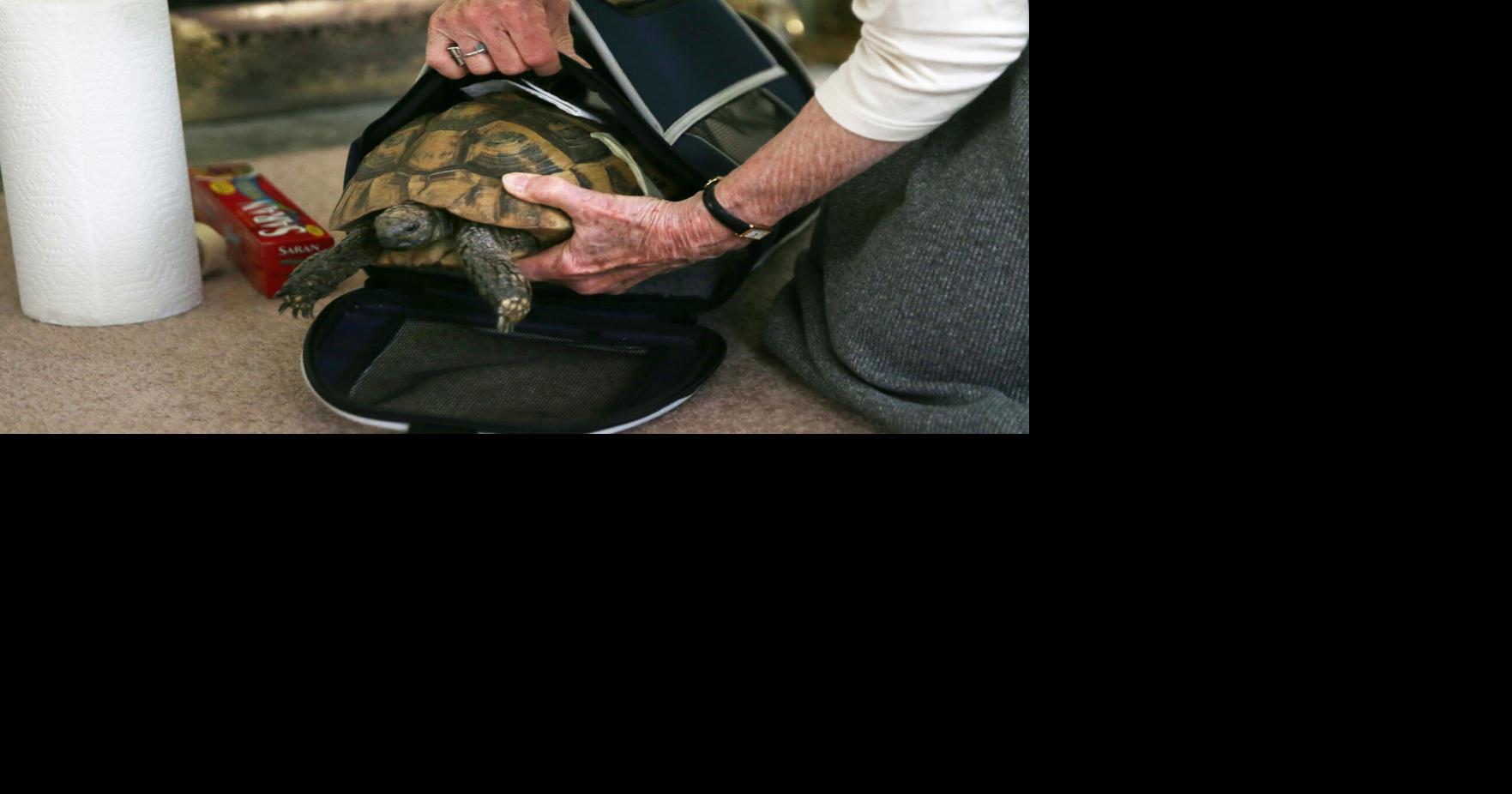 Traveling with your pet? Here are some tips to make it easy