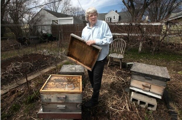 Shorewood Hills On Track To Allow Backyard Beekeeping Science Environment Madison Com