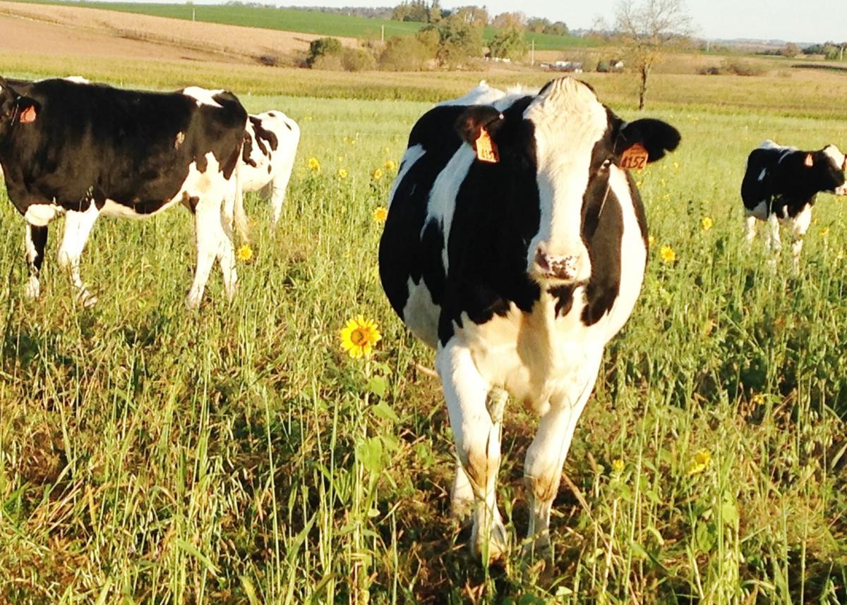 Holstein heifers grazing cover crops (copy) (copy)