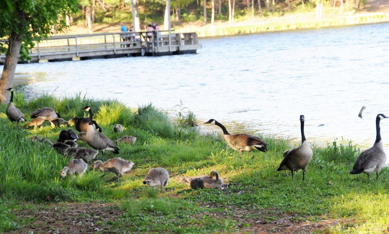 Durkin The poop on Canada geese they re overstaying welcome